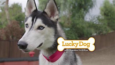 Lucky Dog Season 4 Episode 21