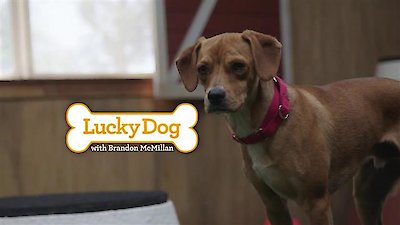Lucky Dog Season 4 Episode 24