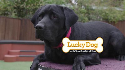 Lucky Dog Season 4 Episode 26