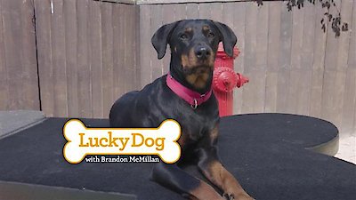 Lucky Dog Season 5 Episode 1