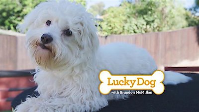 Lucky Dog Season 5 Episode 3