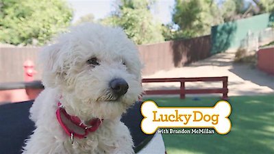 Lucky Dog Season 5 Episode 4