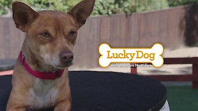 Lucky Dog Season 5 Episode 5