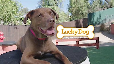 Lucky Dog Season 5 Episode 6
