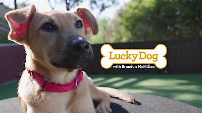 Lucky Dog Season 5 Episode 7