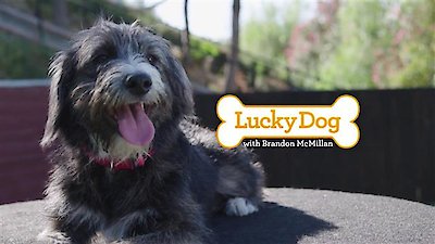 Lucky Dog Season 5 Episode 8