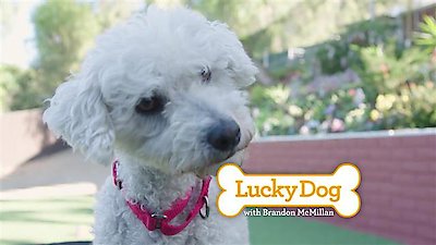 Lucky Dog Season 5 Episode 10