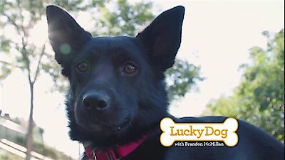 Lucky Dog Season 5 Episode 12