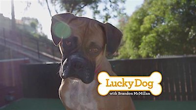 Lucky Dog Season 5 Episode 14