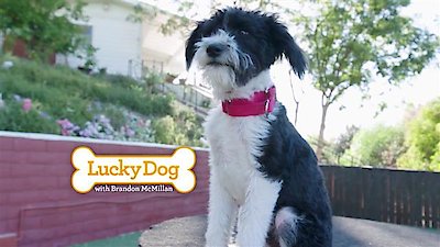 Lucky Dog Season 5 Episode 15