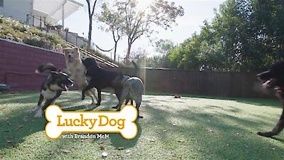 Lucky Dog Season 5 Episode 16
