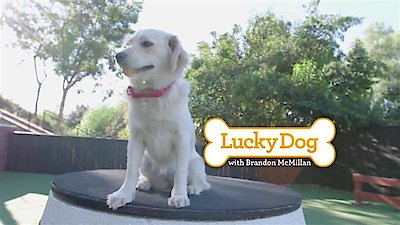 Lucky Dog Season 5 Episode 17