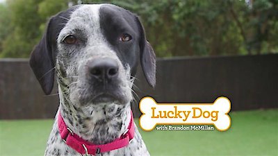 Lucky Dog Season 5 Episode 18