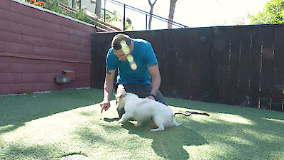 Lucky Dog Season 6 Episode 3