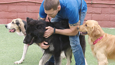 Lucky Dog Season 6 Episode 5
