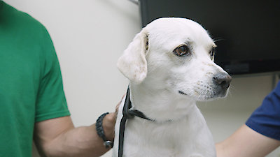 Lucky Dog Season 6 Episode 6