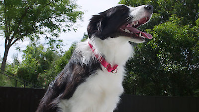 Lucky Dog Season 7 Episode 1