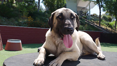 Lucky Dog Season 7 Episode 22