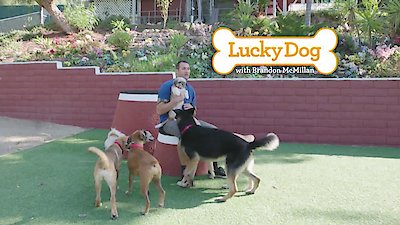 Lucky Dog Season 5 Episode 21