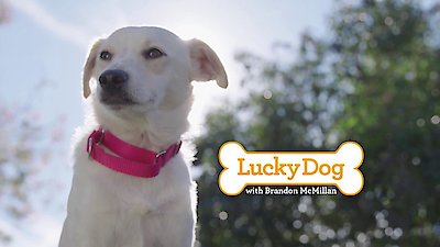 Lucky Dog Season 5 Episode 22