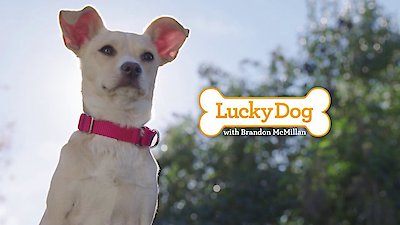 Lucky Dog Season 5 Episode 23