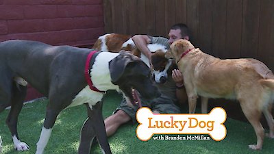 Lucky Dog Season 5 Episode 24