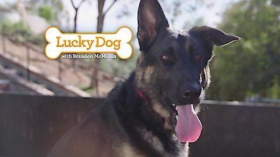 Lucky Dog Season 5 Episode 26