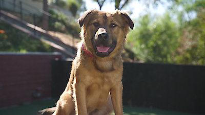 Lucky Dog Season 6 Episode 21