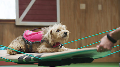 Lucky Dog Season 6 Episode 22