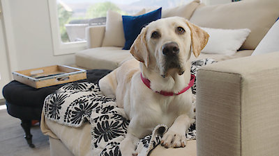 Lucky Dog Season 6 Episode 24