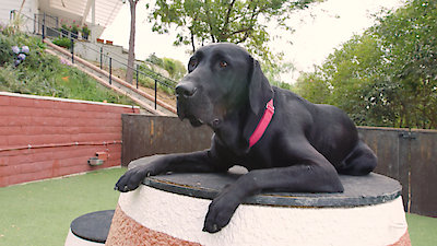 Lucky Dog Season 6 Episode 25