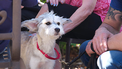 Lucky Dog Season 7 Episode 13