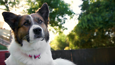 Lucky Dog Season 7 Episode 14