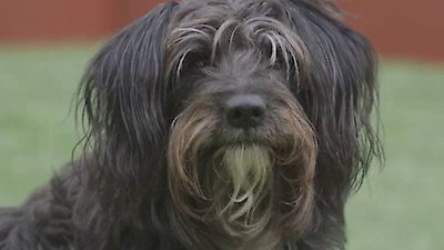 Lucky Dog Season 1 Episode 3