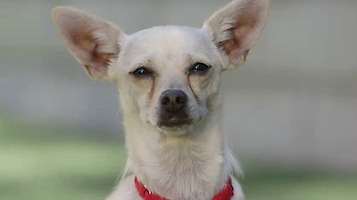 Lucky Dog Season 1 Episode 4