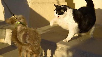 Lucky Dog Season 1 Episode 8