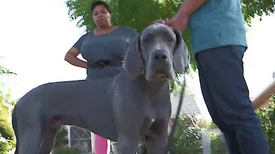 Lucky Dog Season 1 Episode 9