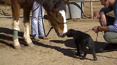 Lucky Dog Season 1 Episode 10