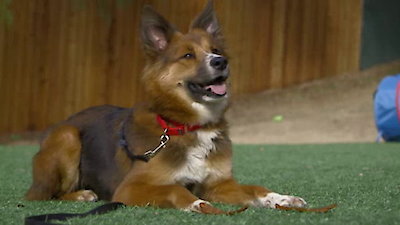 Lucky Dog Season 1 Episode 11