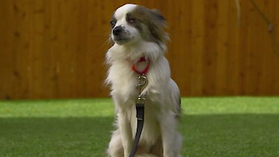 Lucky Dog Season 1 Episode 12