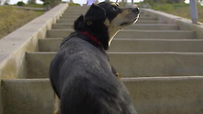 Lucky Dog Season 1 Episode 13