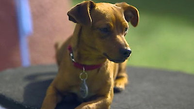 Lucky Dog Season 1 Episode 15