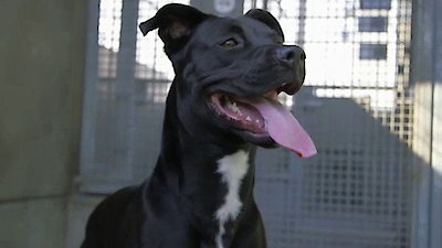 Lucky Dog Season 1 Episode 16