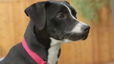Lucky Dog Season 1 Episode 17