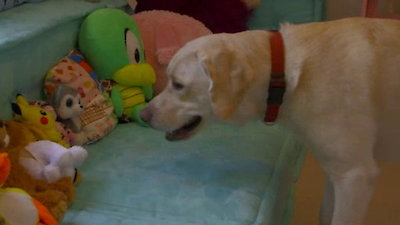 Lucky Dog Season 1 Episode 18
