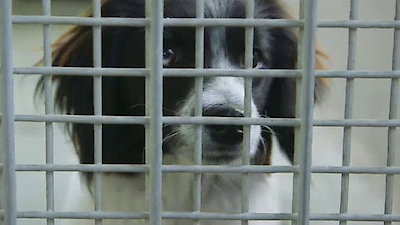 Lucky Dog Season 1 Episode 19