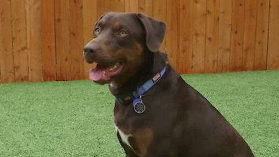 Lucky Dog Season 1 Episode 20