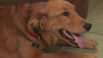 Lucky Dog Season 1 Episode 21