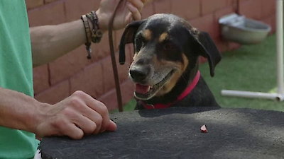 Lucky Dog Season 2 Episode 3