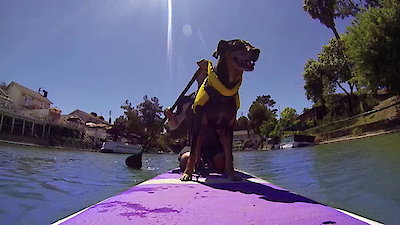 Lucky Dog Season 2 Episode 6